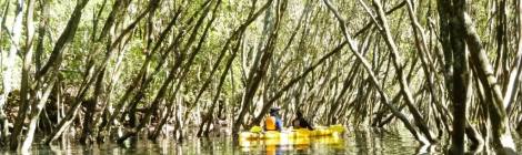 scotts creek mangroves